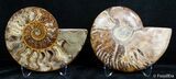 Inch Split Ammonite Pair #2625-1